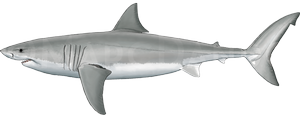 Great White Shark