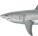 Great White Shark