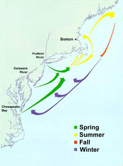 Map courtesy of the Massachusetts Division of Marine Fisheries.