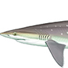 Atlantic Sharpnose Shark