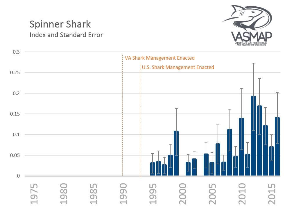 Spinner Shark