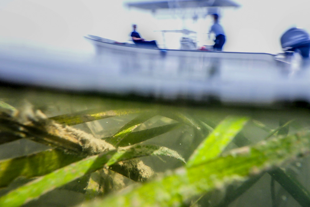 Image of seagrass and boat.