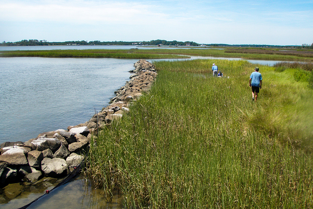 W&M's Batten School & VIMS scientists sample for benthic macroinvertabrates at a living shoreline in Captain Sinclair Recreational Area in Gloucester, VA. Photo provided by Donna Bilkovic